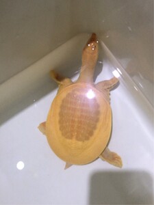 【甲鱼观赏】甲鱼观赏品牌,价格 - 阿里巴巴