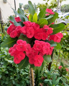 老桩大叶大花虎刺梅镇宅麒麟花铁海棠盆栽老虎刺四季开花耐旱花卉