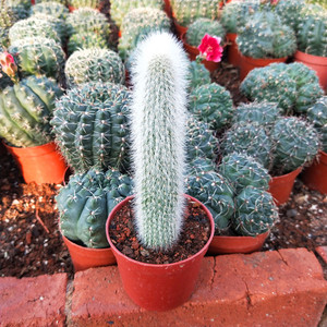 白吹雪 稀有白毛品种 办公室电脑前防辐射仙人柱盆栽