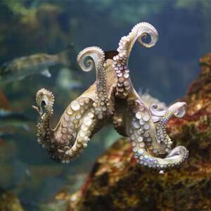 海洋活宠物八爪鱼长蛸乌贼墨鱼活体海缸网红伪装专家章鱼奇怪活宠