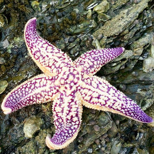 海洋活体宠物长海星活体海水鱼缸翻砂远古生物海盘车活石垃圾清理