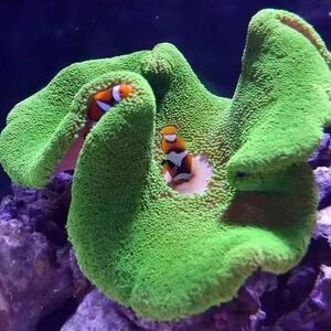 海洋活宠物地毯海葵活珊瑚造景小丑鱼共生海葵尼莫绿地毯观赏海葵