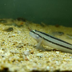 海洋活宠物虾虎鱼活体海水鱼凶猛纹缟虾虎鱼海水鱼缸奇怪观赏鱼