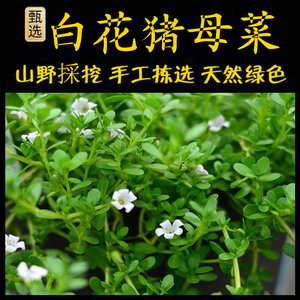 假马齿苋新鲜现采潮汕青草药白花猪母菜假马齿苋白花老鼠耳蛇鳞草