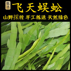 飞天蜈蚣草