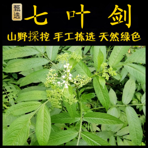 七星剑草药