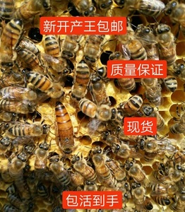 中蜜一号蜂王