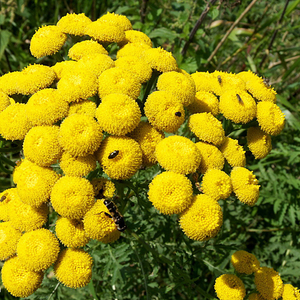 00oumeihufu淘宝奈珞莉 有机摩洛哥蓝艾菊纯露 250ml 肖炎 抗敏1人