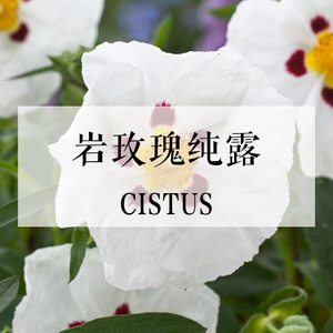 岩玫瑰纯露 收敛毛孔 净化皮肤 加速循环 淡化黑眼圈 100ml