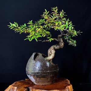 王小军盆景 水杨梅细水团花老桩精品盆景 开花结果配粗陶盆 带盆