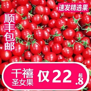 正宗海南千禧小番茄圣女果5斤新鲜水果小西红柿水果番茄w顺丰EE