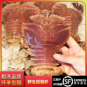 九齿扇虾鲜活