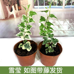 雪莹盆栽日本常青藤苗网红白花叶片稀有品种室内客厅办公观叶植物
