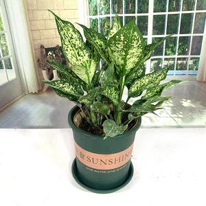 翡翠皇后万年青盆栽花叶蝴蝶室内办公桌面吸甲醛绿植耐旱观叶植物