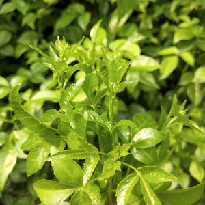 贵州深山特产苦刺心苦刺箸应季新鲜苦刺叶野菜鲜簕菜刺三加簕钩菜