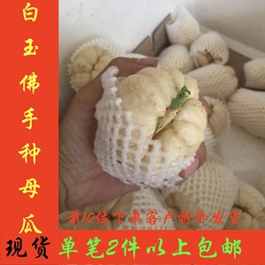 特色新鲜瓜果蔬菜白色白佛手瓜猪肉瓜刺瓜带芽种母瓜庭院四季种植