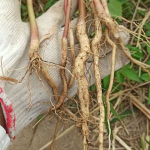 红蓖麻根红梗蓖麻根新鲜蓖麻根野生 纯根发货500克