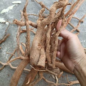 【青青树】青青树品牌,价格 - 阿里巴巴