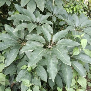 野生鸭脚木枝叶 生鲜鸭掌木 鹅掌柴蜜源树现采生鲜枝叶发货