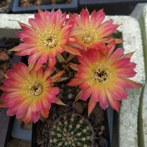 丽花日出 龙之卵 花色经典复色开花仙人球