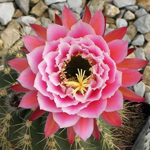 毛花柱仙女大花仙人球香味室内吸甲醛阳台庭院植物趣味绿植