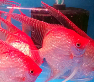 钻石红头神仙鱼 燕鱼 热带观赏鱼 活体 苹果红头燕鱼