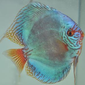 老虎狗七彩神仙鱼热带观赏鱼劈头高身老虎狗活体招财风水鱼