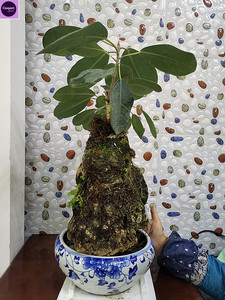 吸水石绿色植物大叶榕树 天然上水石原石钟乳石盆景 高山榕造型石