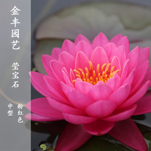 中型鲜花睡莲水培植物四季莹宝石粉色耐寒盆栽室内种植热销带花苞