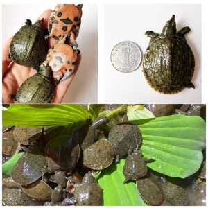 甲鱼苗3两