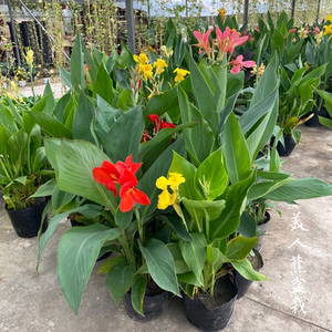 美人蕉大花花苗盆栽带花 多年生观花植物花园庭院阳台造景搭配