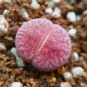 岛田酒红紫勋生石花
