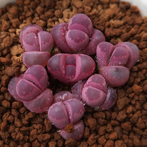 生石花红大内c81a番杏科多肉植物pp花石生花迷你盆栽绿植屁股花