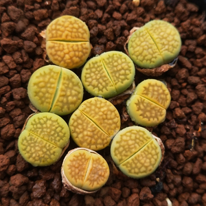 多肉植物生石花黄巴厘玉c111a精品多肉迷你盆栽阳台观赏小萌物