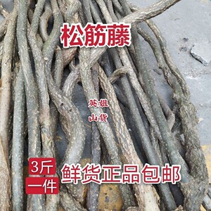 伸筋藤野生