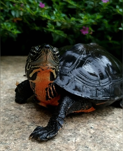 小乌龟金钱花草杂苏北黑腹食物专用龟粮颗粒半水龟料饲料38人付款13