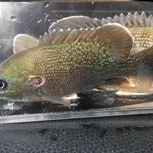 太阳鱼苗蓝鳃太阳鱼杂交金边太阳鱼可食用淡水养殖冷水小型鱼观赏