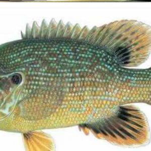 太阳鱼苗蓝鳃太阳鱼杂交金边太阳鱼可食用淡水养殖冷水小型鱼观赏