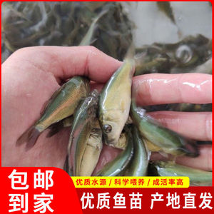 鲤鱼裸鲤鱼苗三道鳞裸斑鱼苗无甲鲤鱼淡水鱼鱼塘养殖鱼耐活养不死