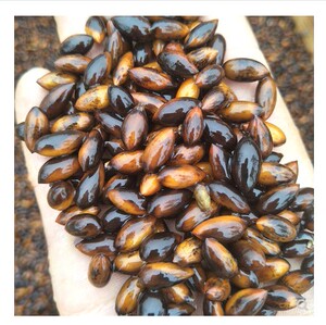 四川金丝楠木种籽紫楠小叶桢楠闵楠四季播稀有正宗金丝楠木树种子