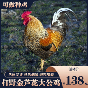 正宗散养金芦花大公鸡活苗汶上芦花鸡花柴鸡活体大型活鸡包活到家
