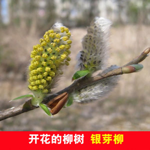 银芽柳树苗 银柳 棉花柳苗 可以开花的柳树珍品 扦插枝条大苗小苗