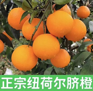 重庆巫山正宗曲尺纽荷尔橙子现在摘现结老人孕妇水果10斤20斤礼盒