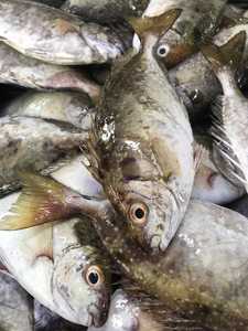 泥萌鱼泥猛鱼海鱼野生的鱼来自茂名博贺海鱼干年的海港旦家的特色