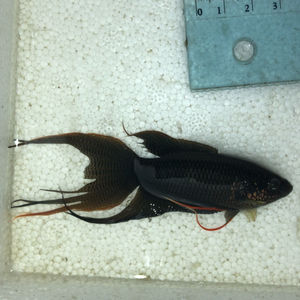 【越黑斗鱼】越黑斗鱼品牌,价格 - 阿里巴巴