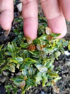 日本小叶络石黄金斑叶斑入缩缅葛稀有名贵微型掌上盆栽盆景素材