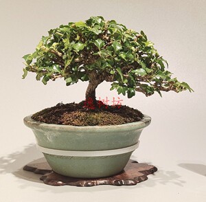 日本香枫小叶香枫荒皮性好枝叶一碰就香微小品型盆栽盆景素材苗