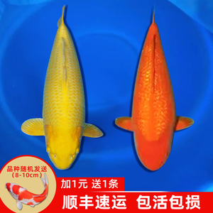 日本纯种带头红眼赤目芒果芥子锦鲤活鱼观赏鱼冷水鱼好养耐活淡水