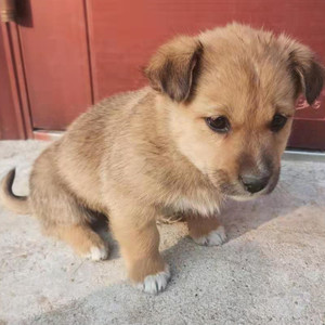 中华田园犬家养串串土狗小笨狗看家活体狗宠物幼犬混血小型中幼犬