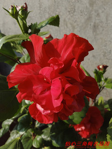 大花重瓣扶桑,朱瑾牡丹,美国大红深红色花叶厚有光泽